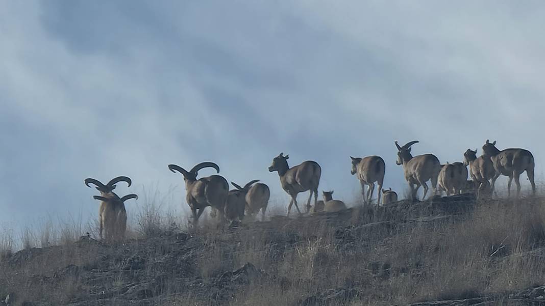 Nesli tehlikedeydi, Konya’da doğaya yeni umut oldular 11